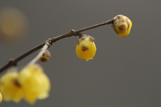 臘梅花