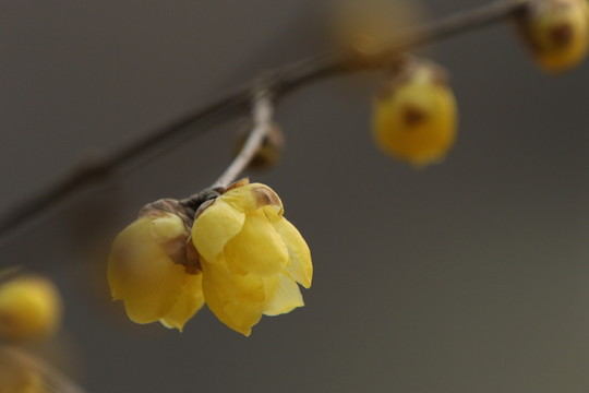 臘梅花