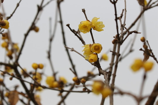 臘梅花
