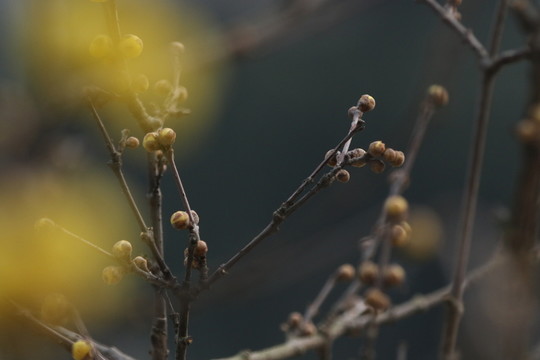 臘梅花