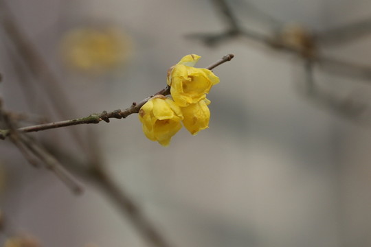臘梅花