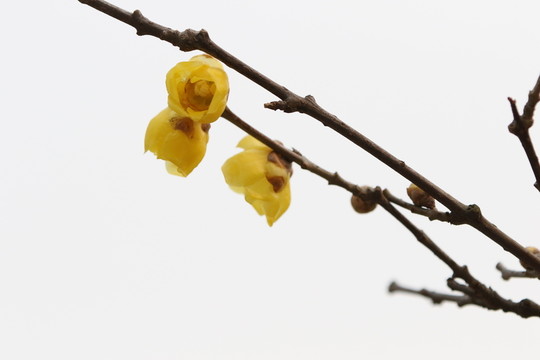 臘梅花