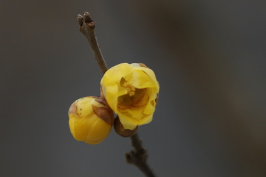 臘梅花