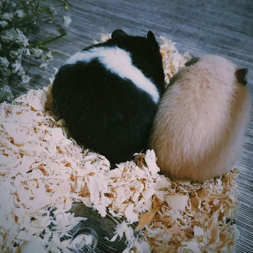 萌寵倉鼠