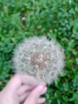 蒲公英的約定