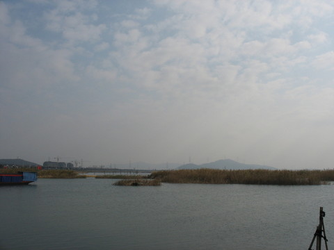太湖蘆葦