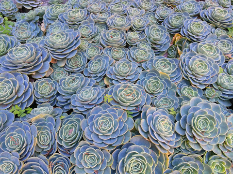 多肉植物