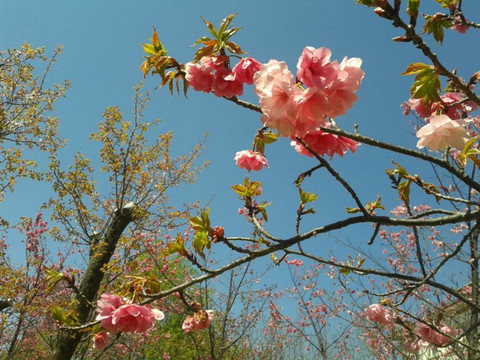 櫻花