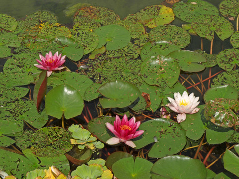 水百合