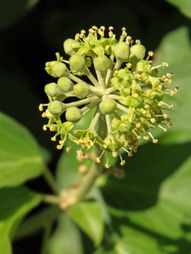 葛花