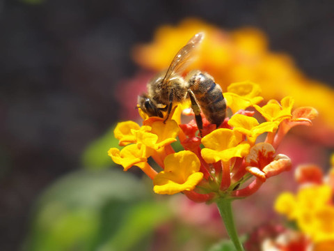 蜜蜂在马缨丹花