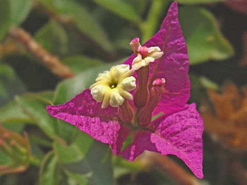 九重葛花