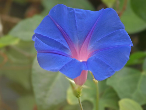 牽牛花