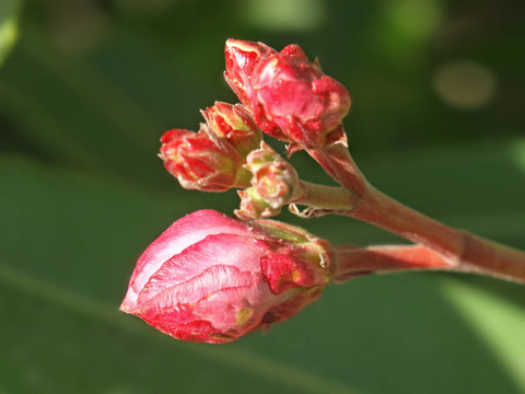 玫瑰桂花芽