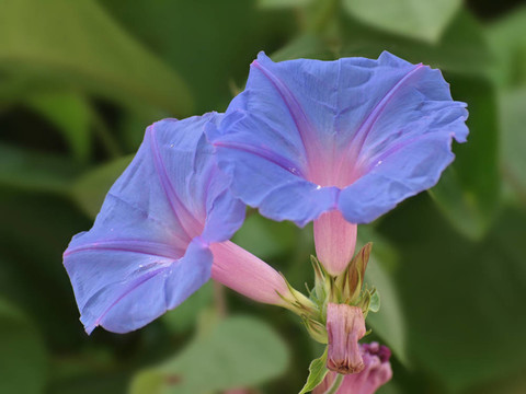 牽牛花