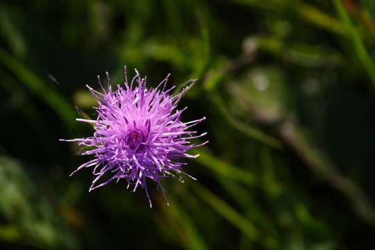 薊花