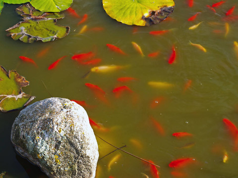 花園魚池