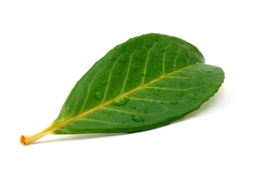 雨后的樹葉