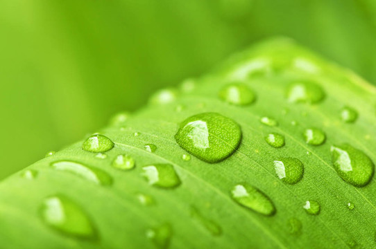 雨滴綠葉背景