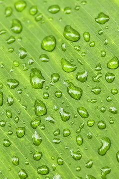 雨滴綠葉背景