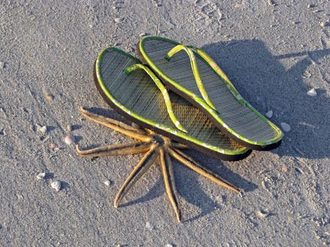 海星涼鞋