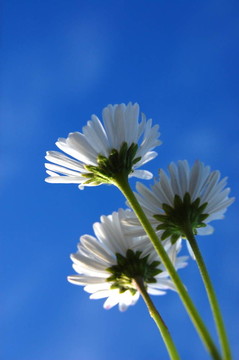 藍(lán)色天空下的菊花