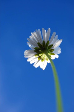 藍(lán)色天空下的菊花