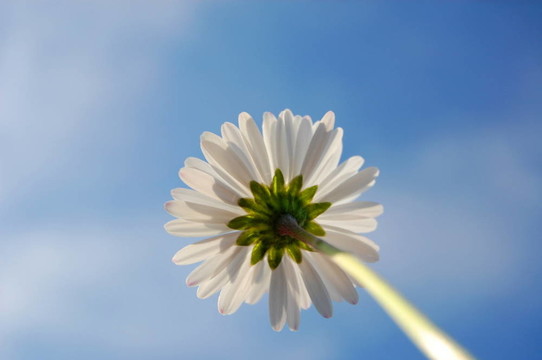 藍(lán)色天空下的菊花