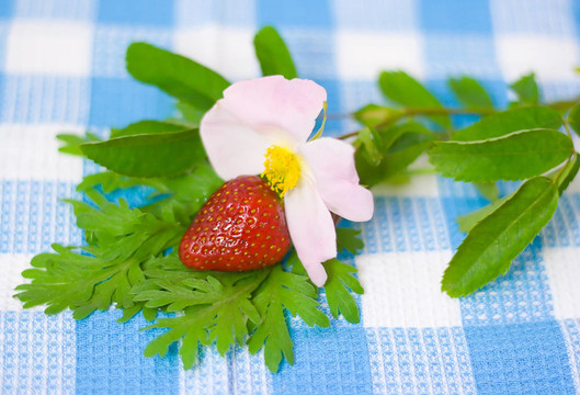 在織物上的BAC Strawberry和花