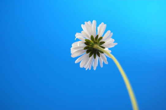 藍(lán)天下的beliw夏菊花