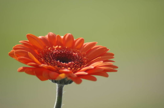 derbera雛菊
