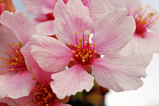 櫻花