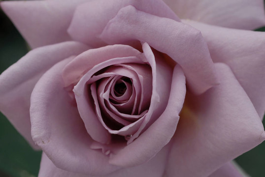淡紫色的薔薇花