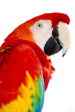 紅金剛鸚鵡鳥