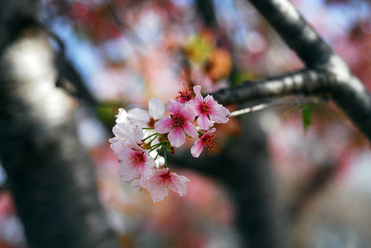 三月櫻花盛開(kāi)