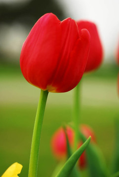 紅色郁金香花