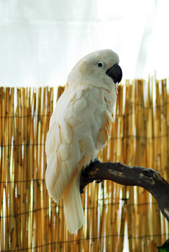 Parrot白色金剛鸚鵡棲息