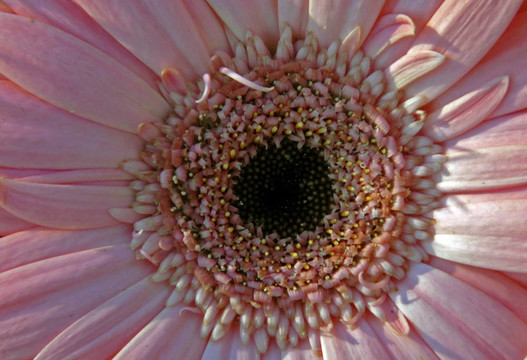 粉紅菊花開花