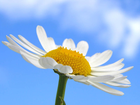 野菊花