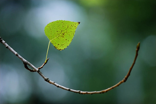 孤獨(dú)的離開