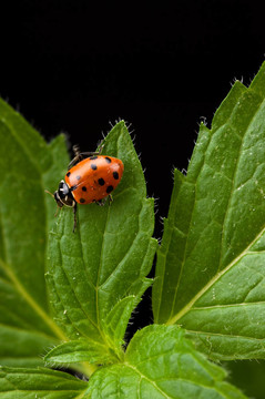 薄荷和Lady Bug