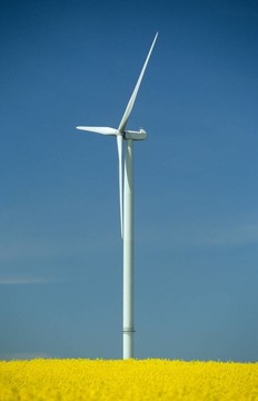 風(fēng)力渦輪機(jī)在油菜田