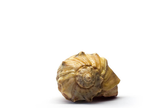 在白色背景上的貝殼