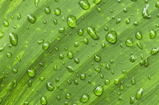 雨滴綠葉背景