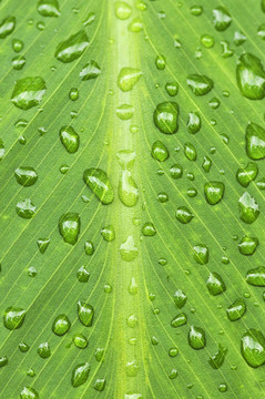 雨滴綠葉背景