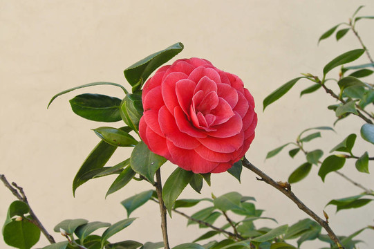 花園里的粉紅玫瑰
