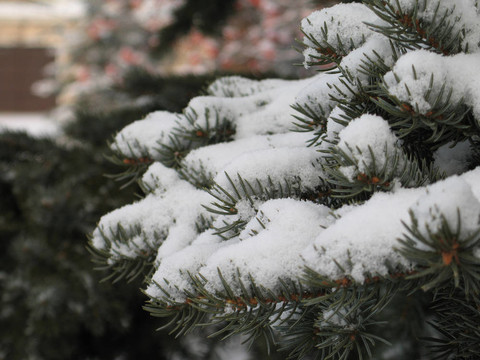 在樹枝上的雪的特寫