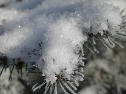 樹(shù)上的雪