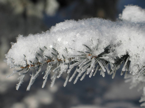 樹枝上的雪