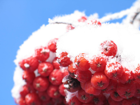 紅色的漿果覆蓋著雪